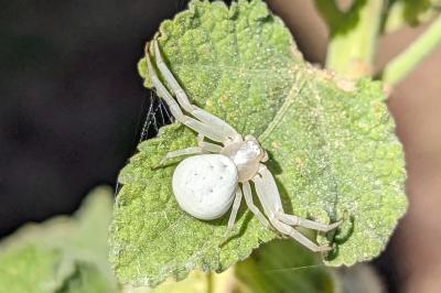 <i>Misumena vatia</i>