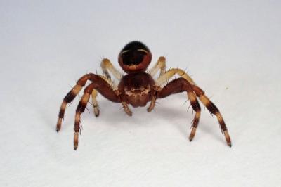 <i>Synema globosum</i>