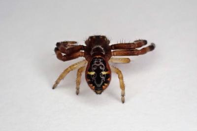 <i>Synema globosum</i>