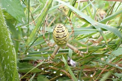 <i>Argiope bruennichi</i>