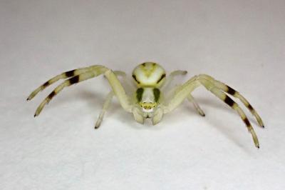 <i>Misumena vatia</i>