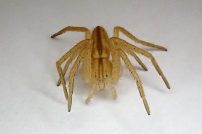 <i>Tibellus</i>