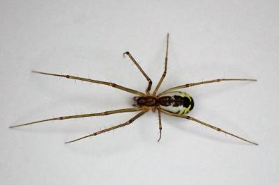 <i>Neriene radiata</i>