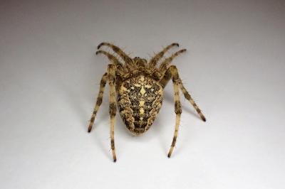 <i>Araneus diadematus</i>