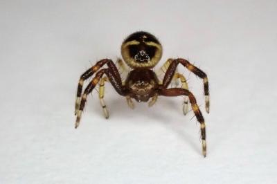 <i>Synema globosum</i>