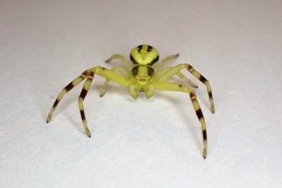 <i>Misumena vatia</i>