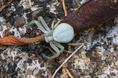 <i>Misumena vatia</i>