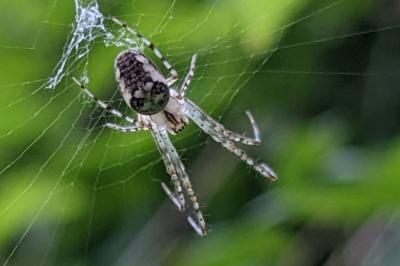 <i>Araneus diadematus</i>