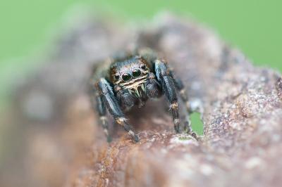 <i>Evarcha arcuata</i>
