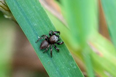 <i>Evarcha arcuata</i>