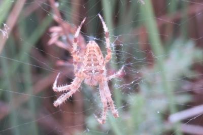 <i>Araneus diadematus</i>