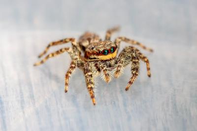 <i>Marpissa muscosa</i>