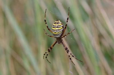 <i>Argiope bruennichi</i>