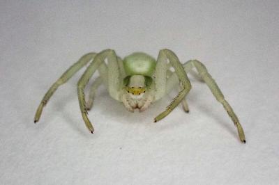 <i>Misumena vatia</i>