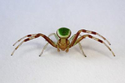 <i>Ebrechtella tricuspidata</i>