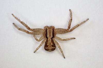 <i>Xysticus ulmi</i>