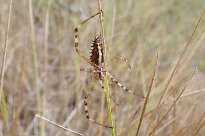 <i>Argiope bruennichi</i>