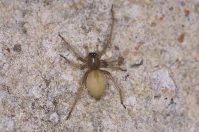 <i>Cheiracanthium</i>