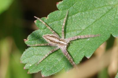 <i>Pisaura mirabilis</i>