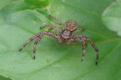 <i>Xysticus</i>