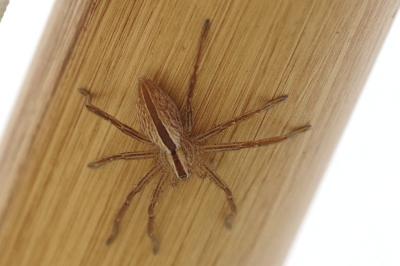<i>Micrommata ligurina</i>