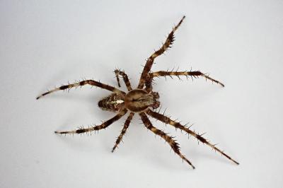 <i>Araneus diadematus</i>