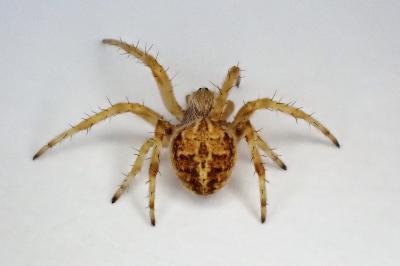 <i>Agalenatea redii</i>