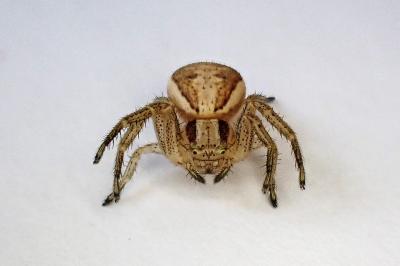 <i>Xysticus ulmi</i>