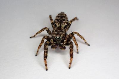 <i>Marpissa muscosa</i>