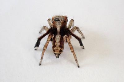 <i>Saitis barbipes</i>