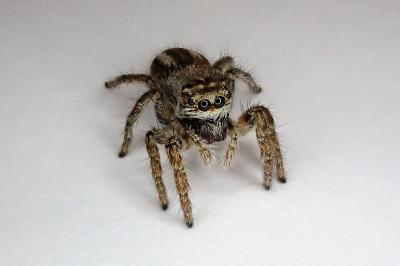 <i>Philaeus chrysops</i>