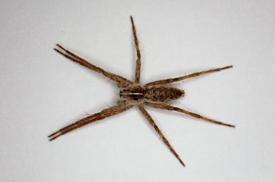<i>Pisaura mirabilis</i>