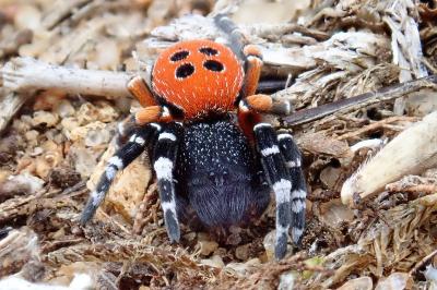 <i>Eresus kollari</i>