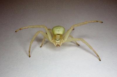 <i>Misumena vatia</i>
