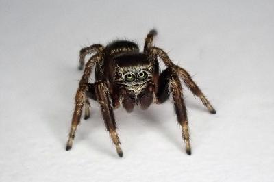 <i>Evarcha arcuata</i>