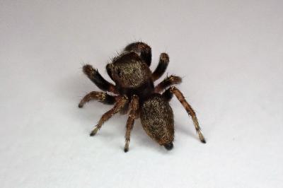 <i>Evarcha arcuata</i>