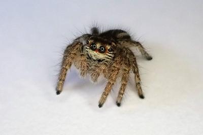 <i>Philaeus chrysops</i>