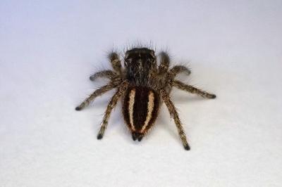 <i>Philaeus chrysops</i>