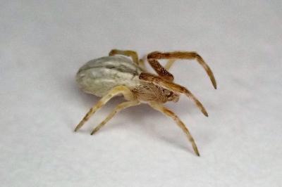 <i>Uloborus walckenaerius</i>