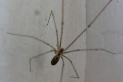 <i>Holocnemus pluchei</i>