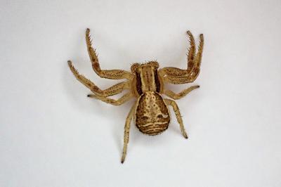 <i>Xysticus ulmi</i>