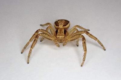 <i>Xysticus ulmi</i>