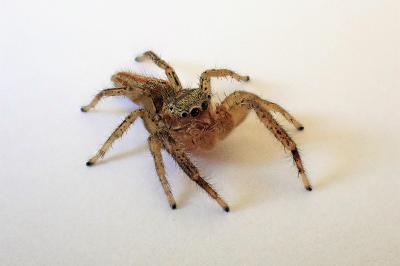 <i>Marpissa radiata</i>