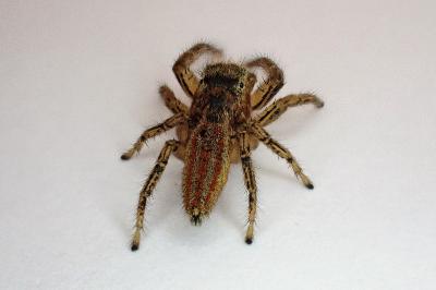 <i>Marpissa radiata</i>