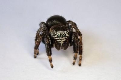 <i>Evarcha arcuata</i>