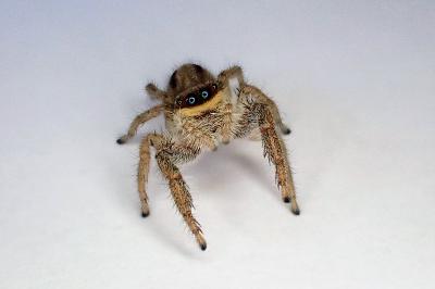 <i>Marpissa radiata</i>