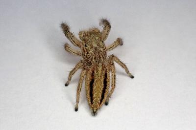 <i>Marpissa radiata</i>
