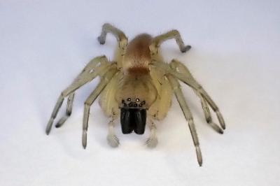 <i>Clubiona</i>