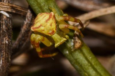 <i>Thomisus onustus</i>