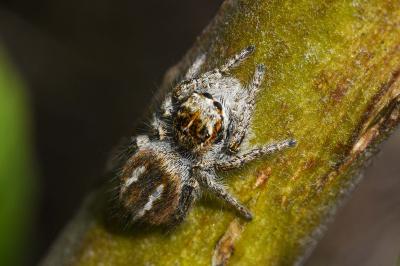 <i>Philaeus chrysops</i>